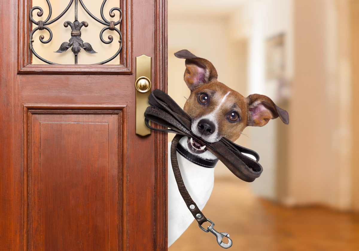Jack russell dog waiting a the door at home with leather leash in mouth